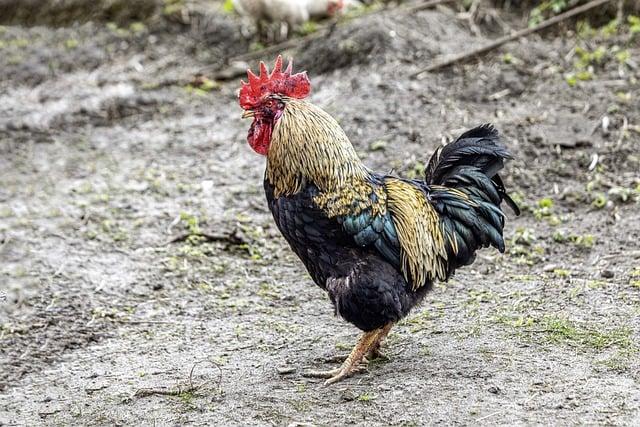 Symbolika v katalánskej kultúre a histórii