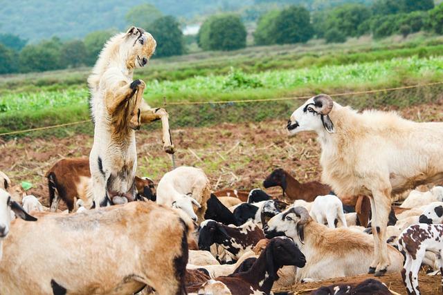 Nízkorozpočtové Možnosti: Kvalitné Bývanie za Rozumnú Cenu