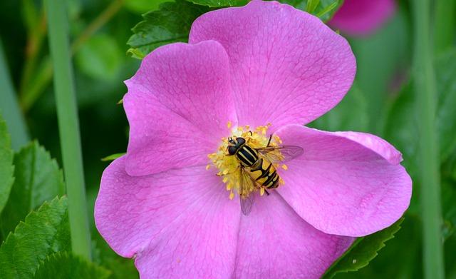 Pestrá biodiverzita mora a pobrežia