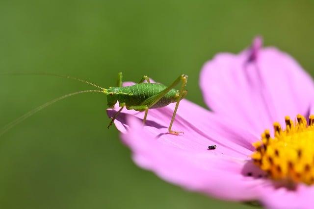 Fauna⁢ a flóra Veľkého‌ Inovca: Čo všetko môžete na túre⁤ vidieť