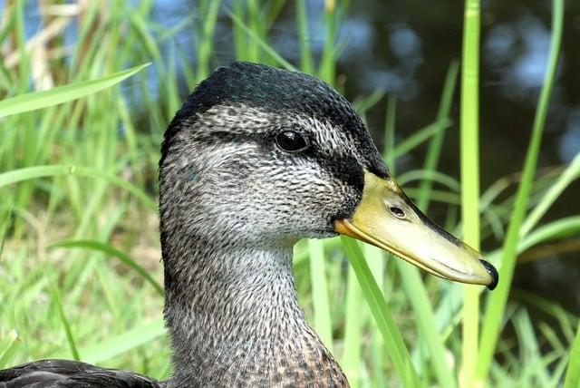 Fauna a flóra: Čo môžete vidieť počas výstupu