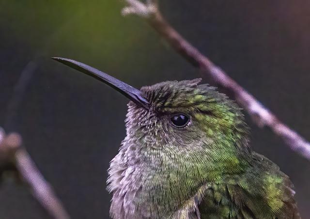 Objavte Pestré Biologické Rôznorodosti Kostariky