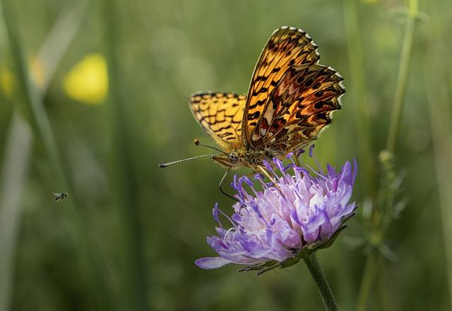 Flóra a fauna: Čo môžete vidieť počas splavu