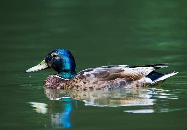 Fauna Plitvických jazier: Aké zvieratá môžete vidieť?