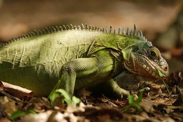 Island Dovolenka: Vulkanické Krajiny a Prírodné Zázraky