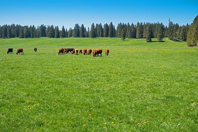 Rozhľadňa v Svatom Juri: Panoramatický Výhľad na Malé Karpaty