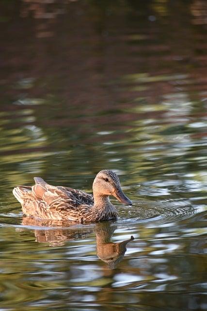 Meander Park Oravice: Termálne Kúpalisko a Relax