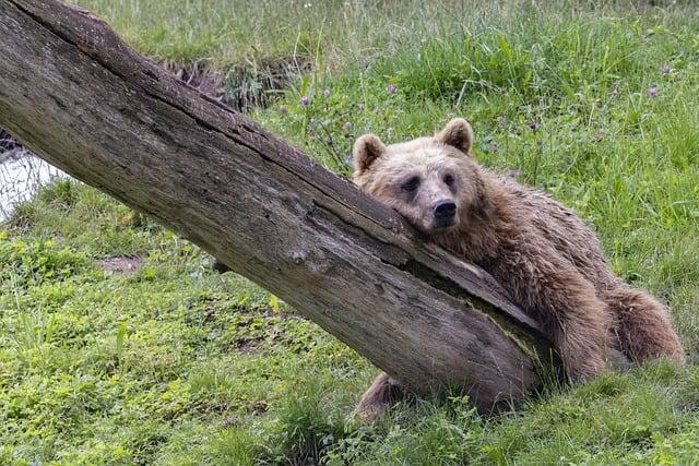 ZOO SNV Spišská Nová Ves: Zvieratá a Zábava