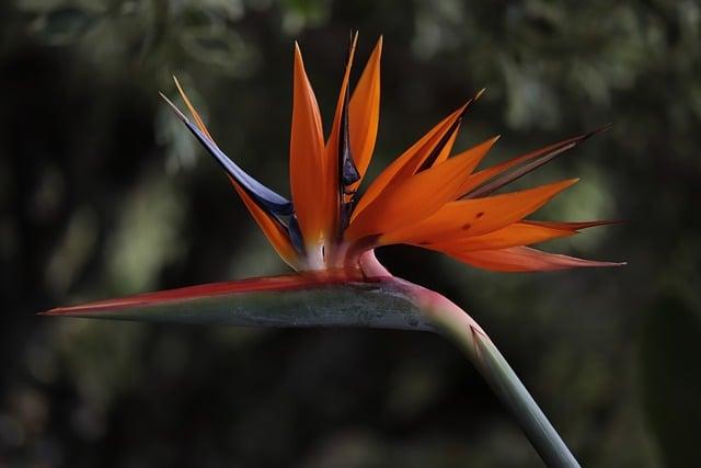 Lepšie Počasie ako Kdekolvek Inde: Prečo je Madeira Ostrovom Věčného Jara