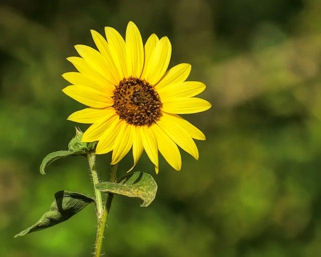 Flora ⁤a fauna: Jesenné zázraky ‌Plitvických jazier