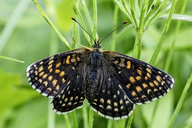 Fauna a Flóra v Okolí: Biodiverzita Slovenského Krasu