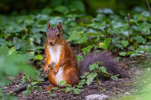 Prírodné Poklady Kráľovskej Pláže: Fauna a Flora