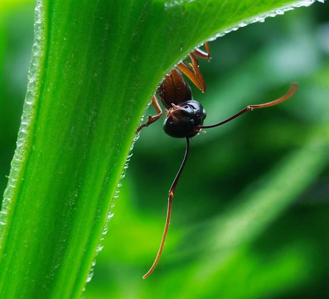 Fauna a flóra Harmaneckej jaskyne