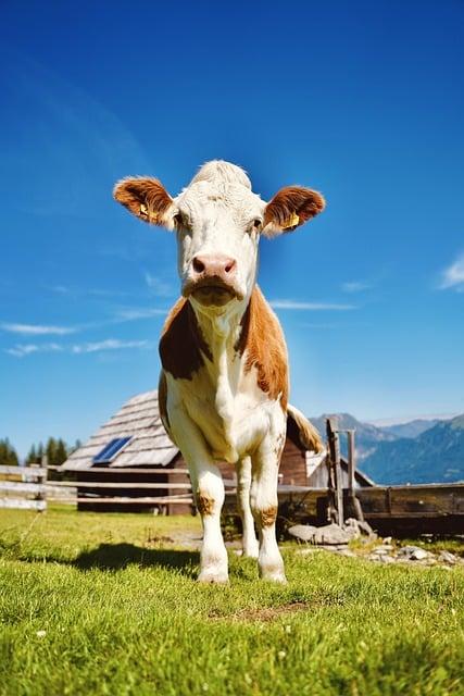 Ovčia Farma Bukovina: Zážitok v Žiari nad Hronom