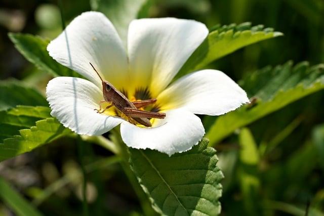 Fauna a Flora v Okolí Komjatíc