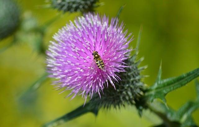 Malebná príroda a biodiverzita regiónu