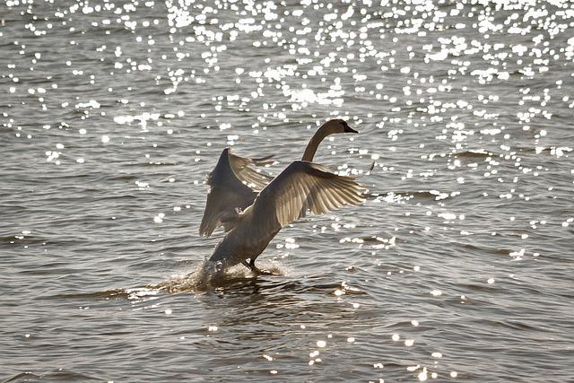 Balaton Dovolenka: Slnečné Pláže a Maďarská Pohostinnosť