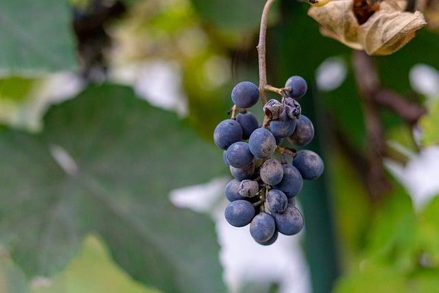 Príroda okolo Jahňacieho štítu: Flora ​a fauna