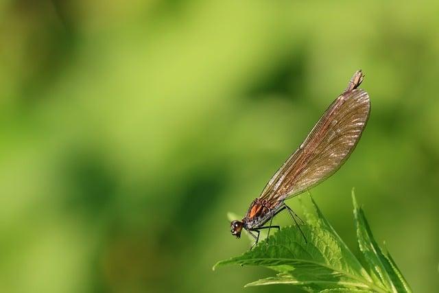 Biologická Diverzita: Život v Tme