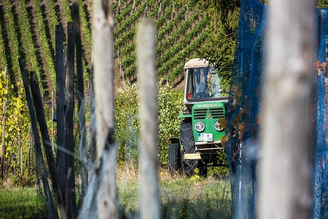 Viničné: Všetko, čo potrebujete vedieť pred návštevou