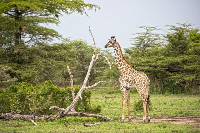 Praktické tipy na šnorchlovanie a potápanie na Zanzibare: Užitočné rady pre bezpečný výskum