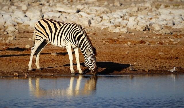 Afrika Dovolenka: Safari a Prírodné Krásy