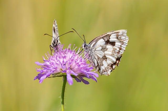 Flóra a fauna: Biodiverzita regiónu