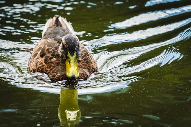 Pata: Najlepšie Tipy na Cestovanie a Zážitky