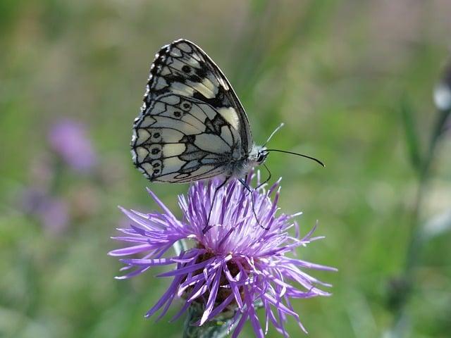 Flóra a fauna v oblasti Vyhnie