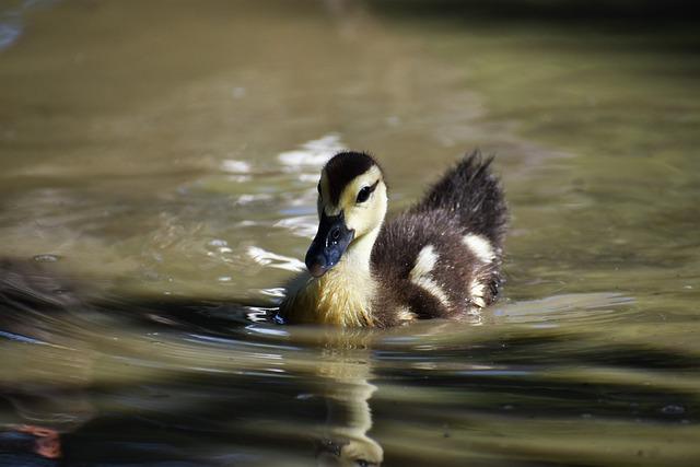 Pozoruhodná fauna a flora Nízkych Beskýd