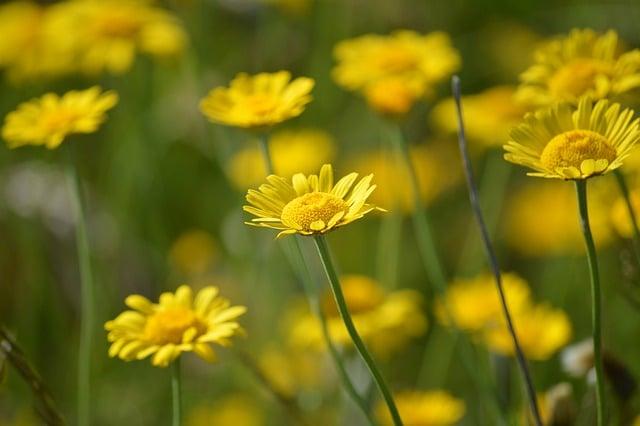 Flóra a fauna: Obdobia s najväčšou biodiverzitou