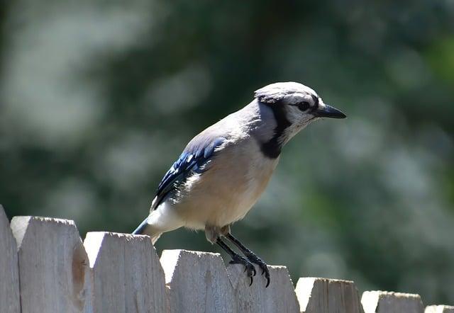 Fauna a flóra: Čo tam môžete vidieť