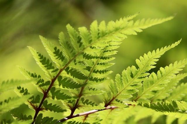 Tipy ‌na prechádzky a túry v arborete