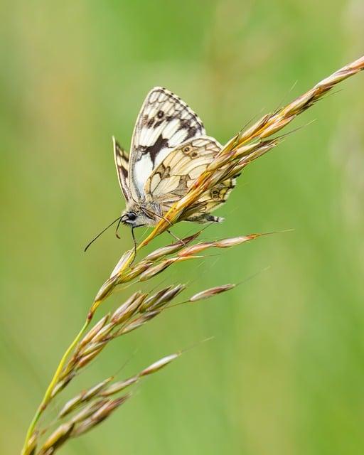 Flóra a fauna: Biologická rozmanitosť