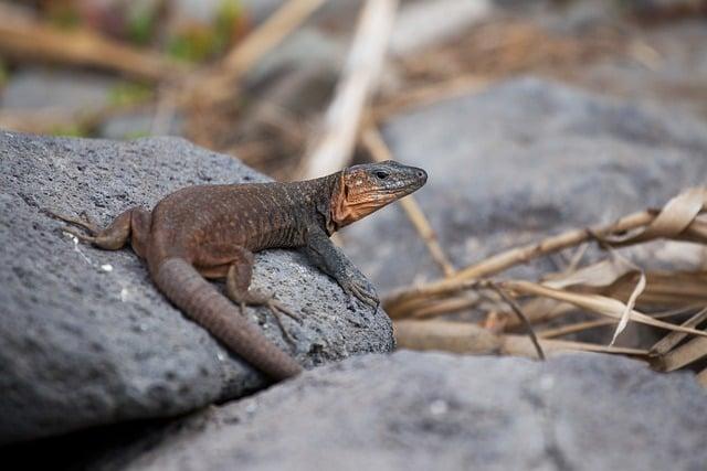 Gran Canaria: Ideálna destinácia pre rodiny s deťmi