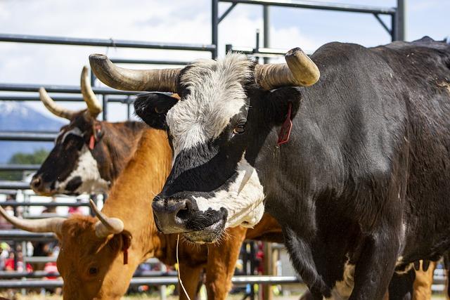 Naše Fascinujúce⁣ Ranch: Základné Informácie a História