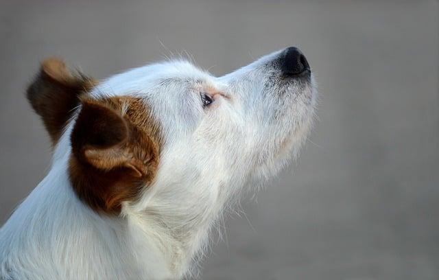 Fauna a flóra: Čo môžete očakávať na Velebite