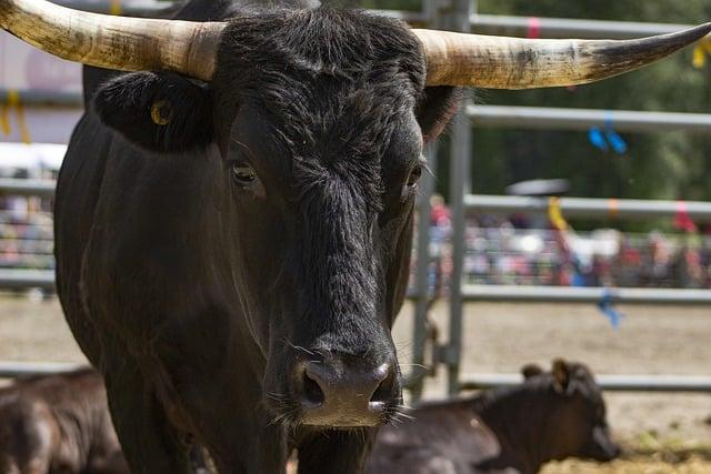 - Úvod do Ranča u Trapera Hrabušice: Brána do Slovenského Raja