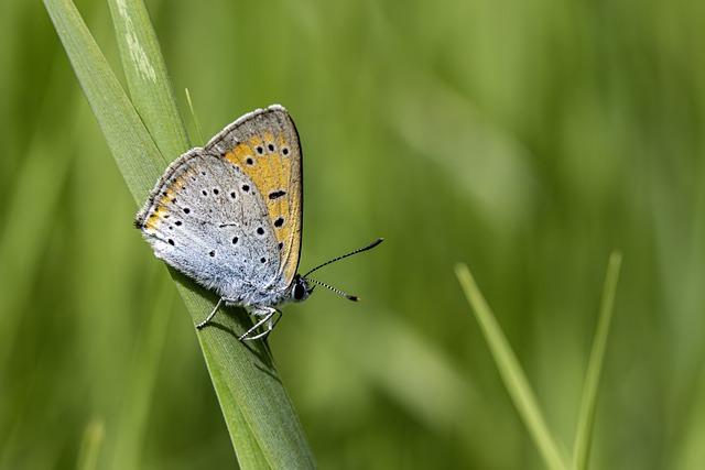 Exotické zvieratá v srdci Európy