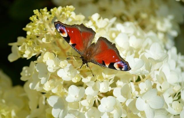 Fauna a flóra Makyty: Čo vás prekvapí